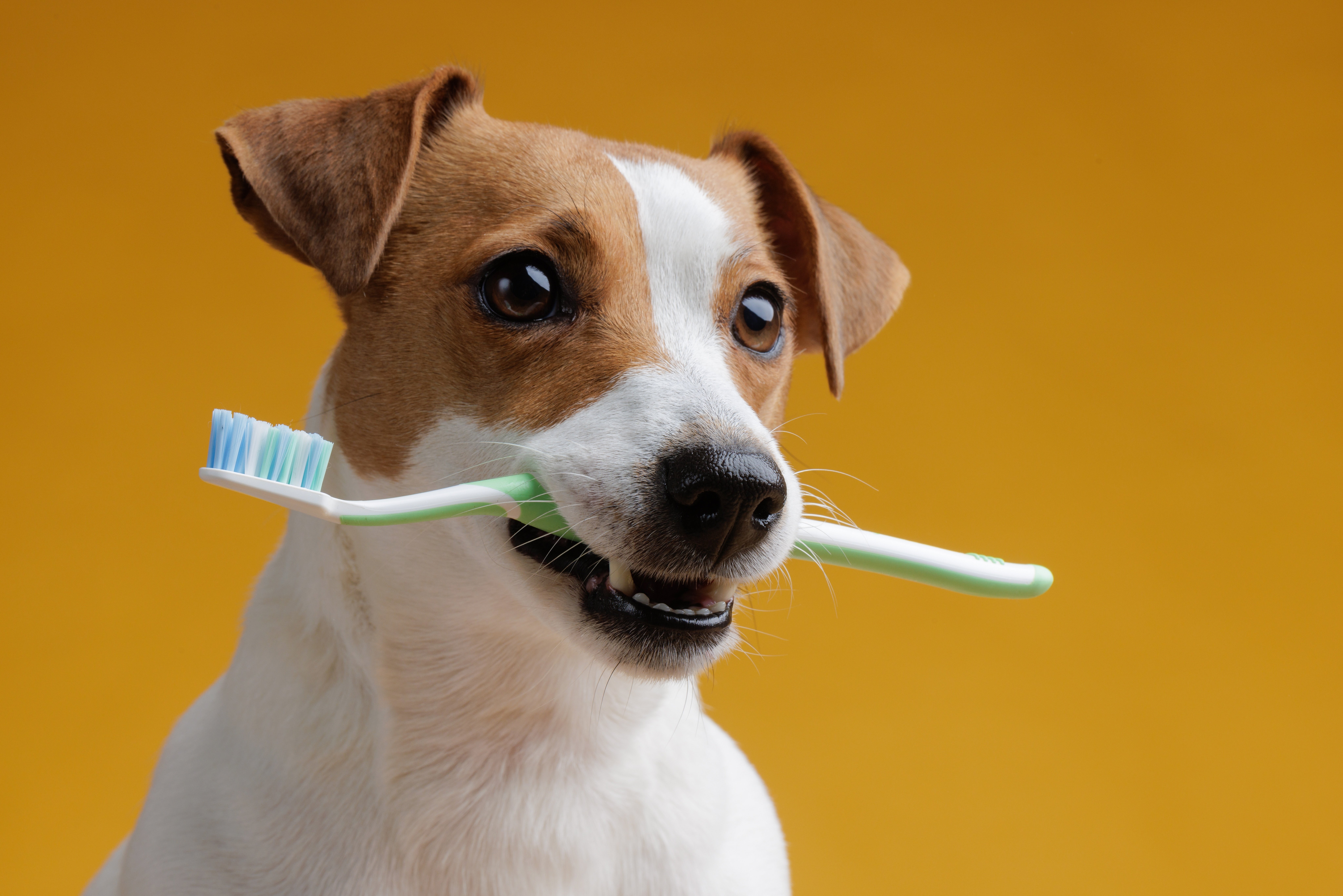Dog brushing teeth-February 2025