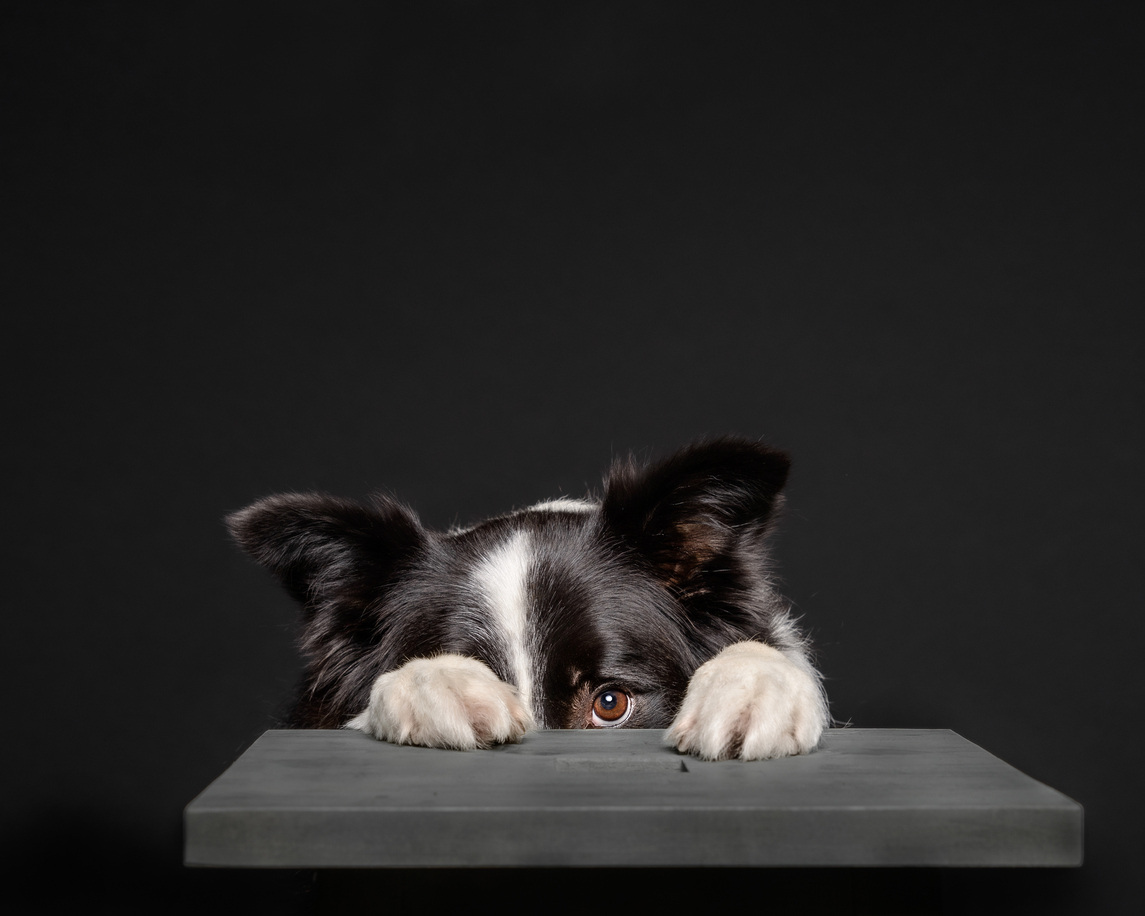 DogHiding_iStock-1207309643