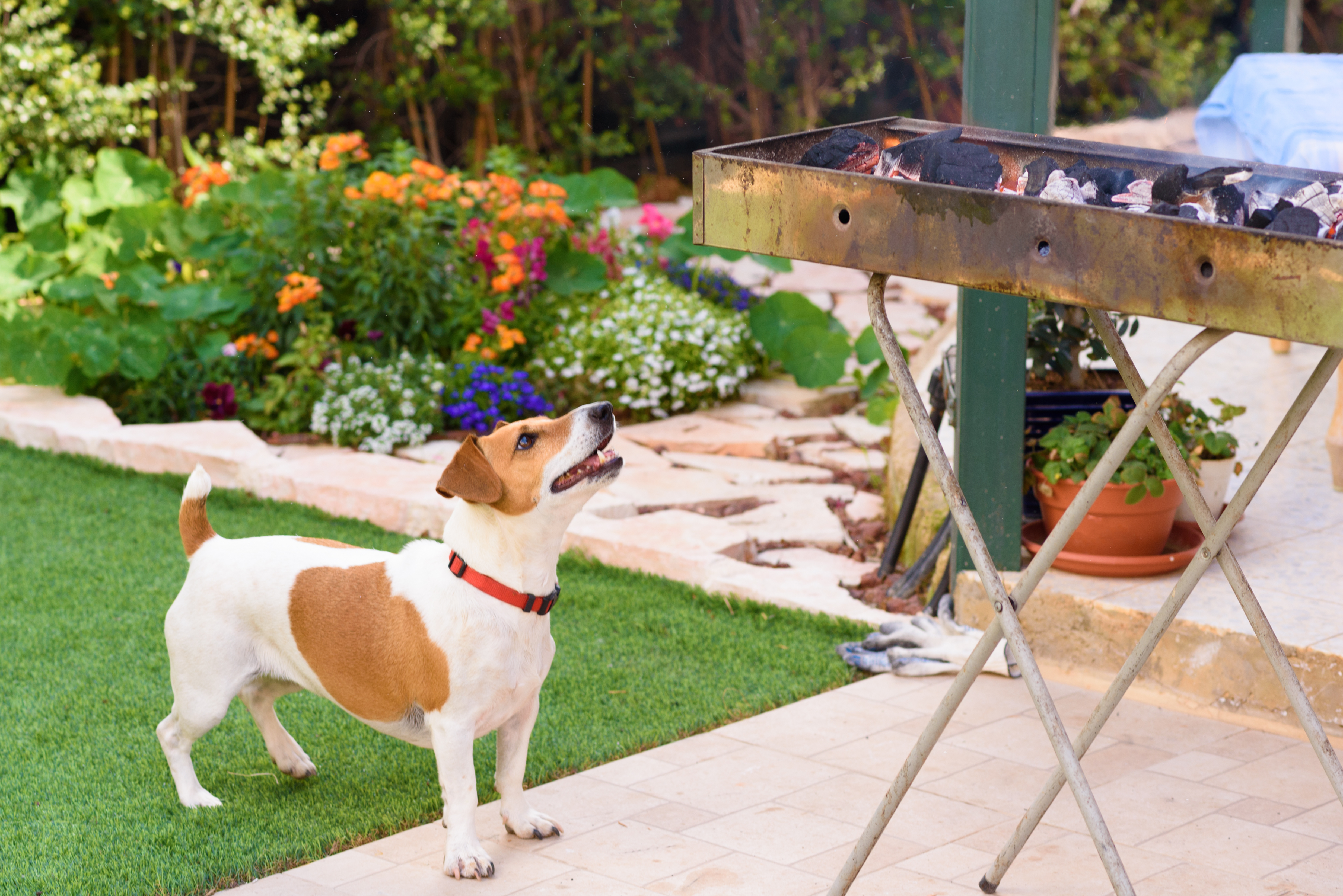 Dog_barbeque_shutterstock_1054675757