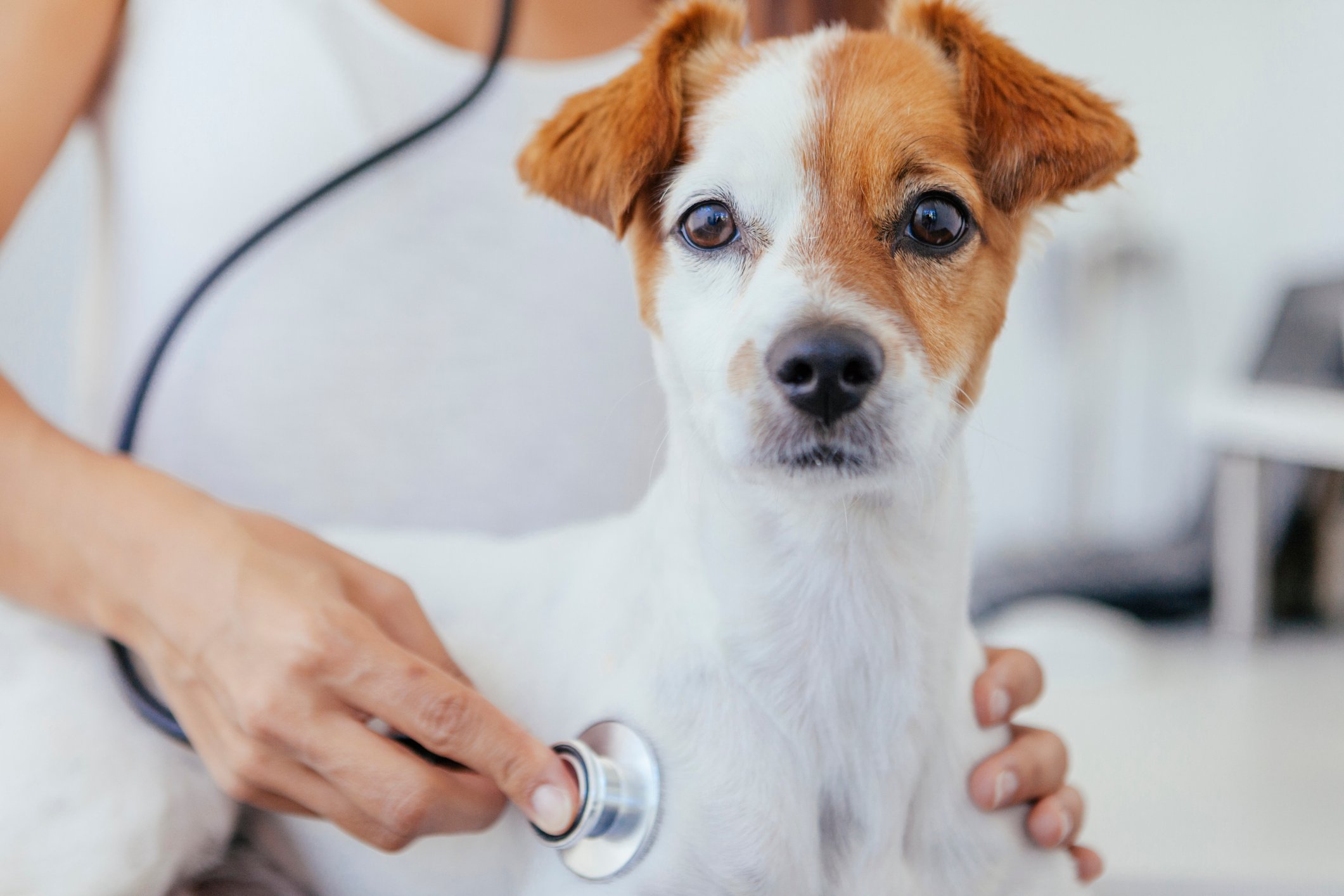 Image_Dog_Stethoscope