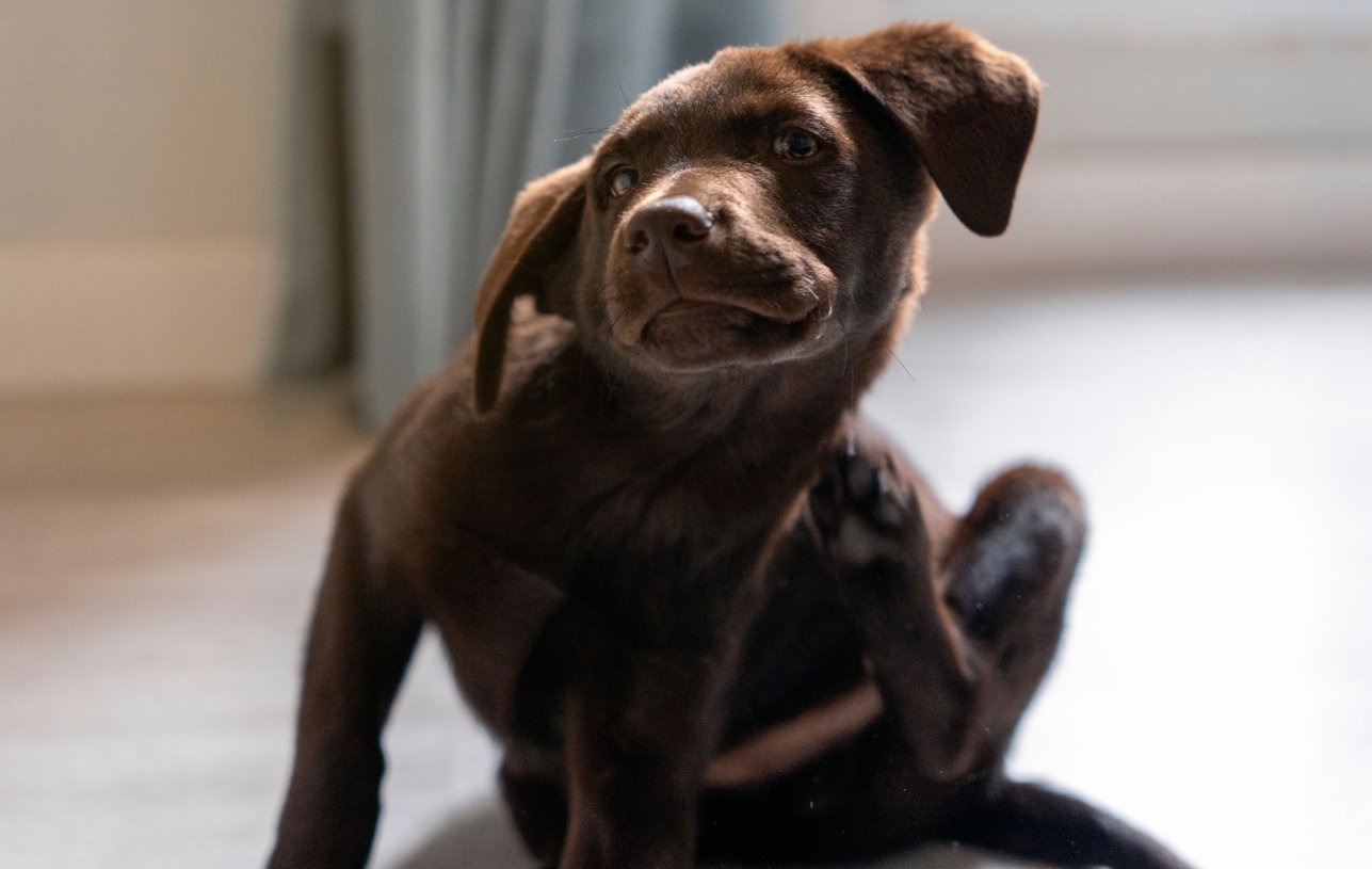 Lab_puppy_iStock-1446415184