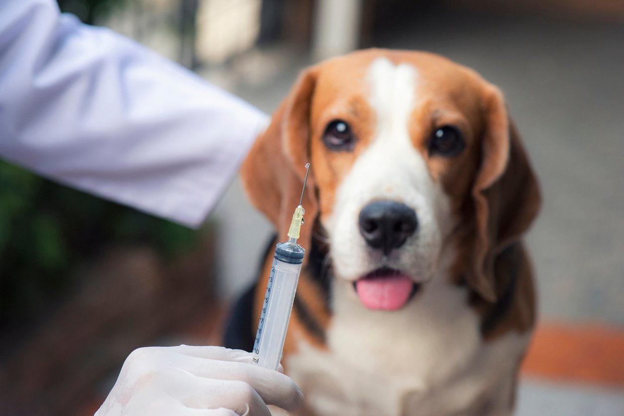 Vaccination_Dog_iStock-1136617178